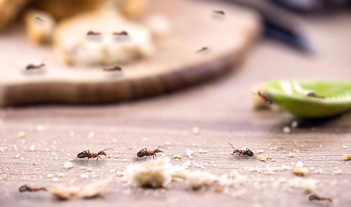 perimeter pest control - image of ants