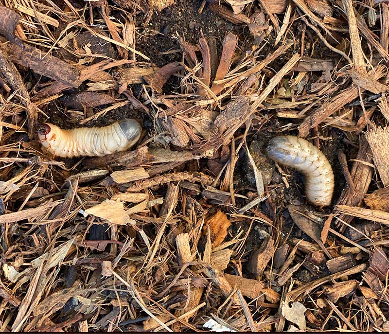 Two grubs laying on the ground