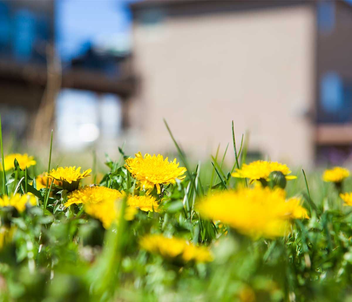 A close-up picture of Yellow Dandelions in the grass