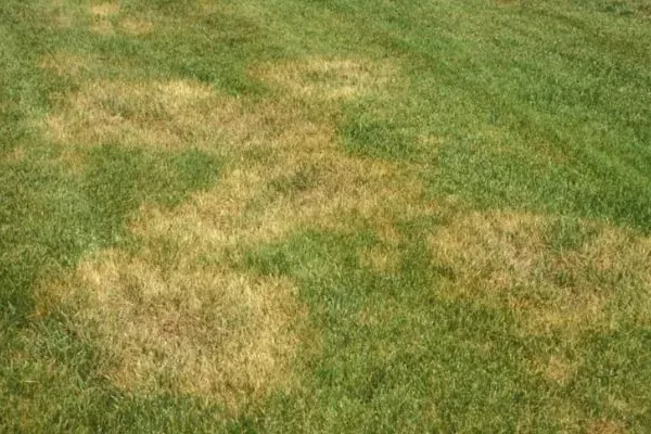 large patch and brown patch fungus, lawn diseases in texas, lawn tech