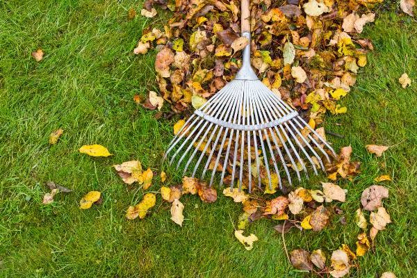 raking leaves, fall lawn care, lawn tech, dallas tx