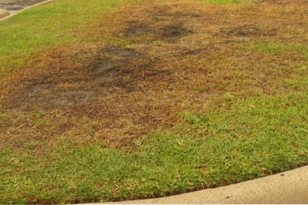 disease in st augustine grass, take all root rot, lawn tech