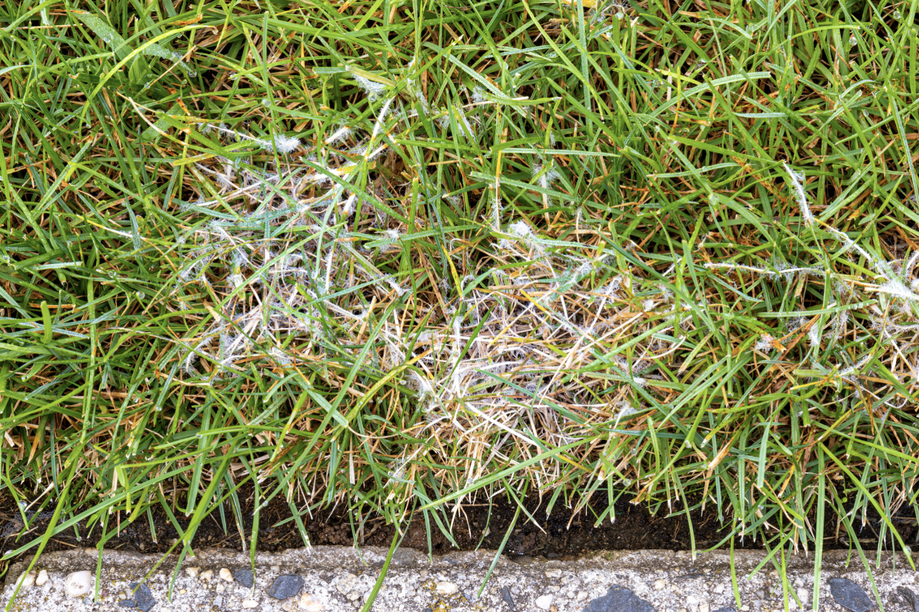 LTX Lawn fungus control lawn fungus on grass blades