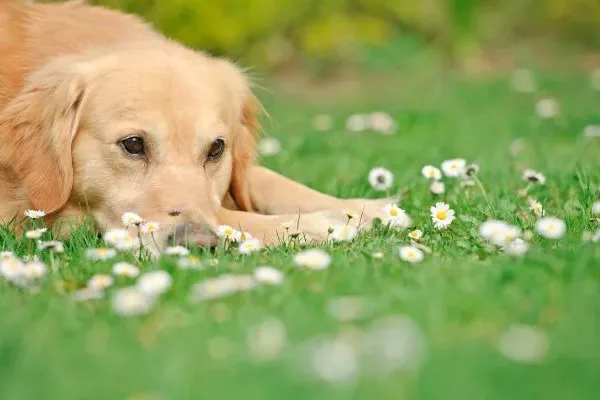 dog laying in spring lawn weeds