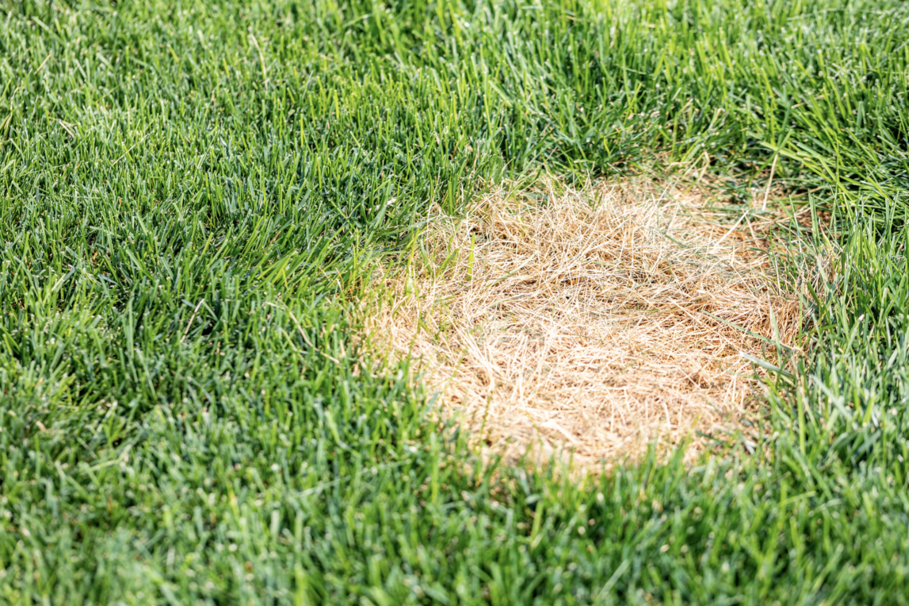 spring dead spot patch in bermuda lawn