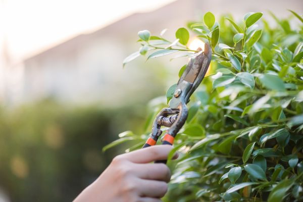 hand pruning ornamental shrub, dallas tree and shrub care