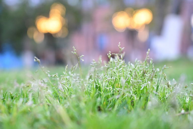 fall weed control, weed seed heads