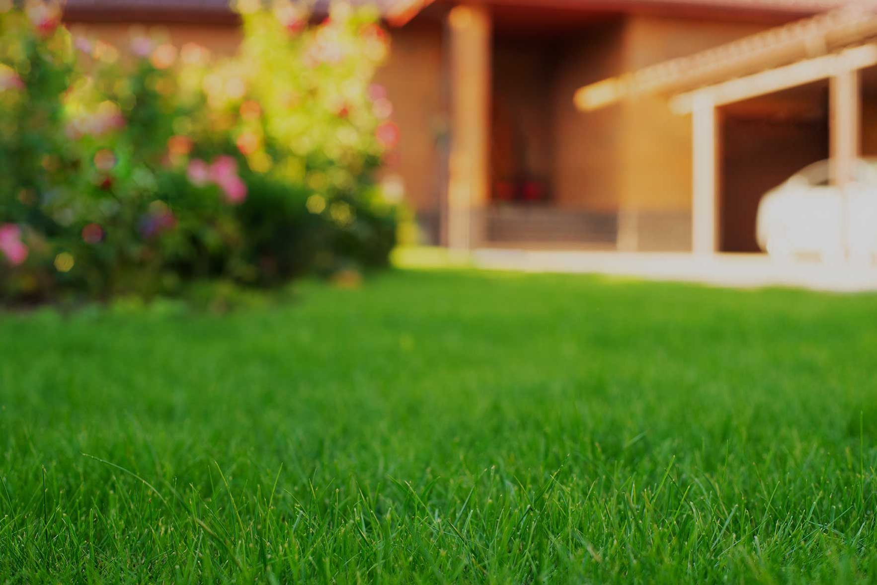 beautiful lawn in north dallas